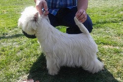 Sugar Star FCI, Hodowla West Highland White Terrier, West Highland White Terriery